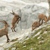Kozorozec horsky - Capra ibex - Alpine Ibex 7610